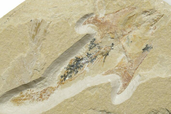 Cretaceous Crusher Fish (Coccodus) - Hjoula, Lebanon #376592